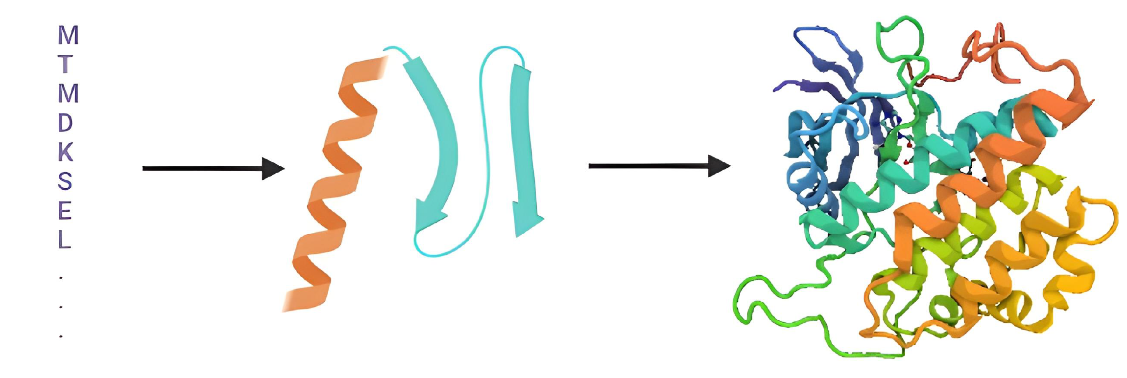 Levels of protein structure